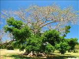 La Ceiba de Vieques - VIEQUES